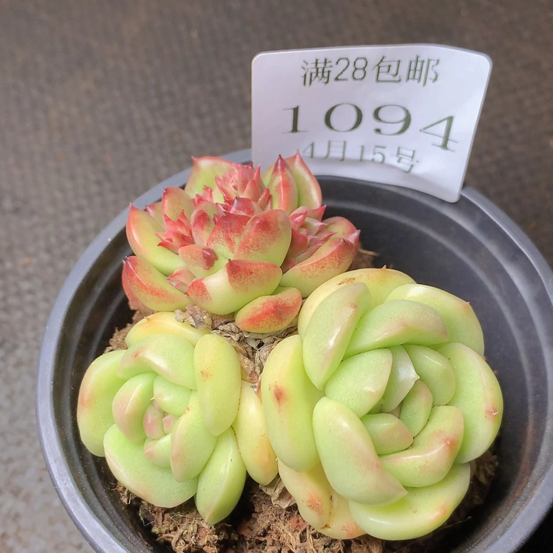【闪购商品】云1094号