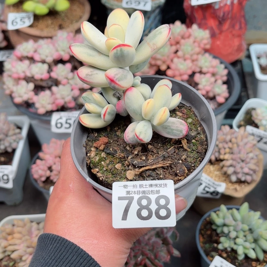 乒乓福娘锦无盆土发货