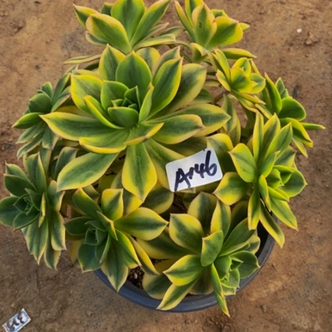 星爆多肉植物146多肉不包断