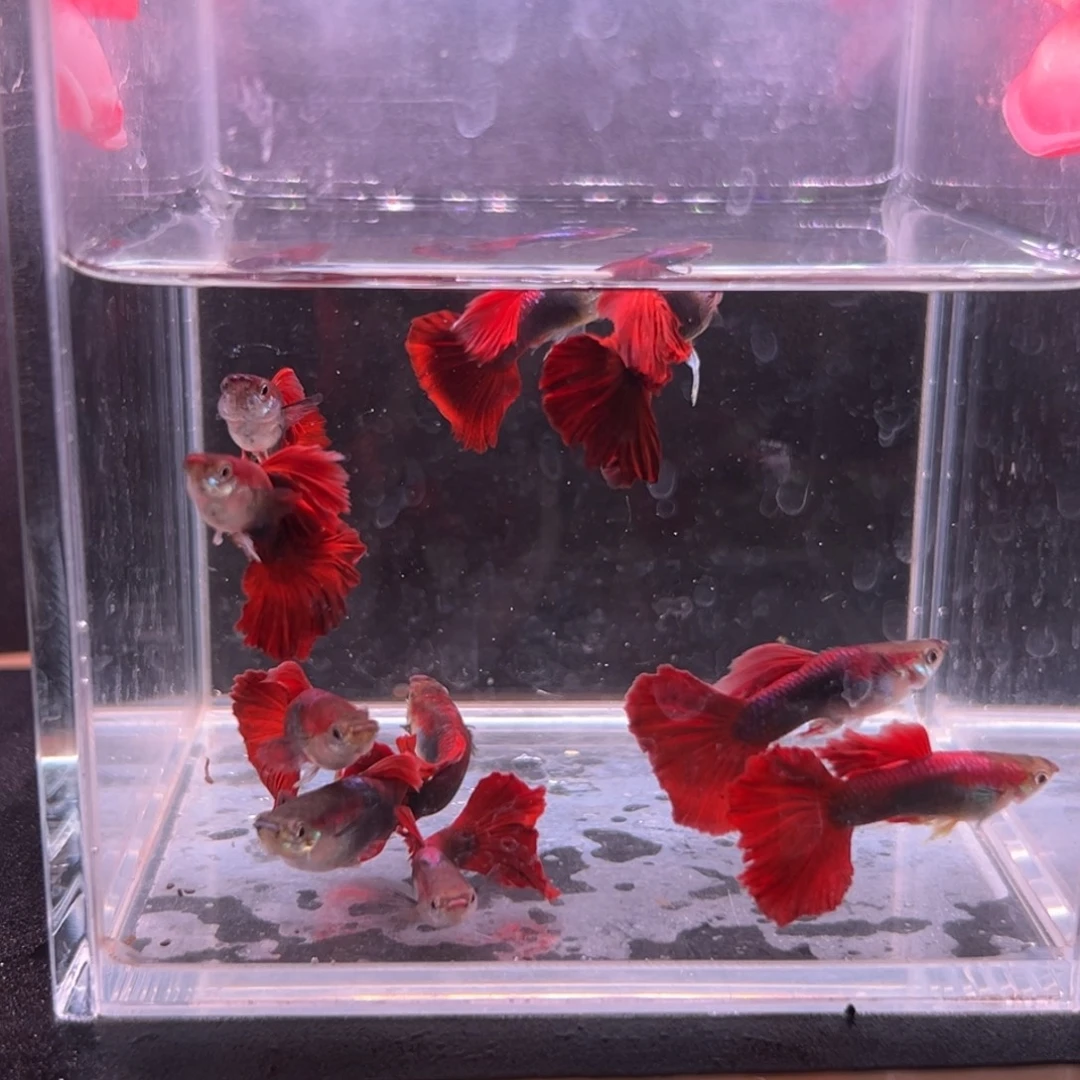 孔雀鱼菊花帆褶扇全公6条备损4条到手10条