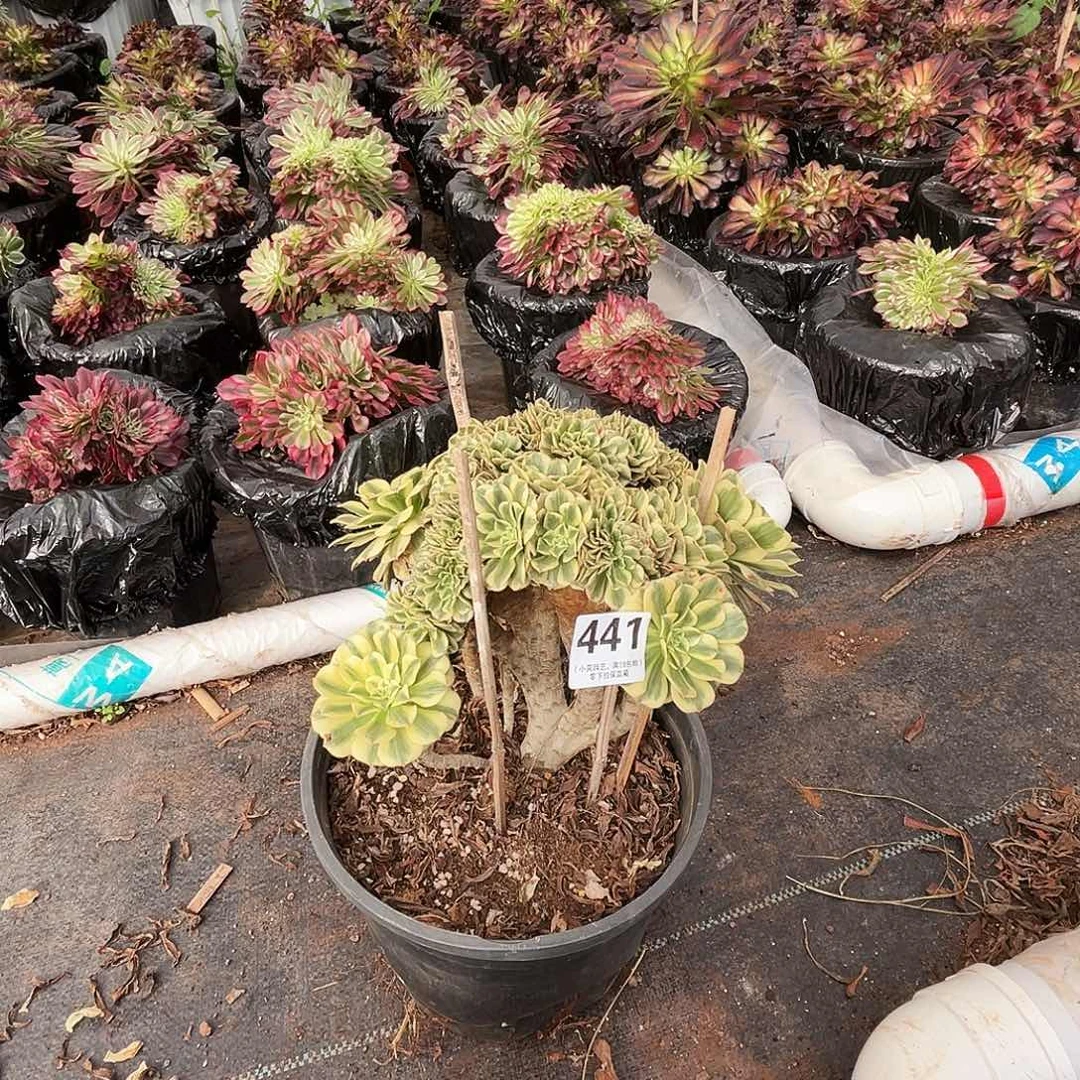 441迈巴赫缀化、控养