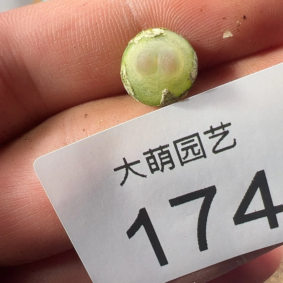 0000174 一物一拍……