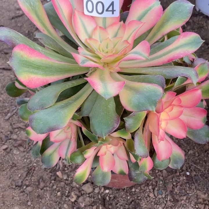 无花朵004多肉植物香妃