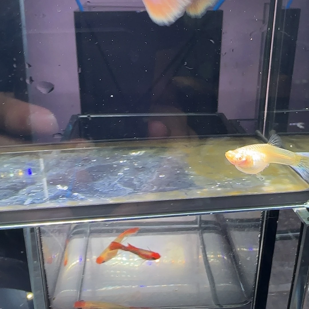 孔雀鱼天使彩虹两对，三个月