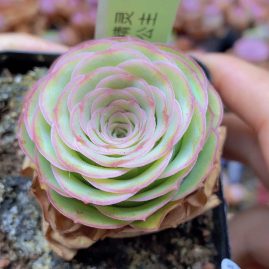 山地玫瑰精灵公主J350