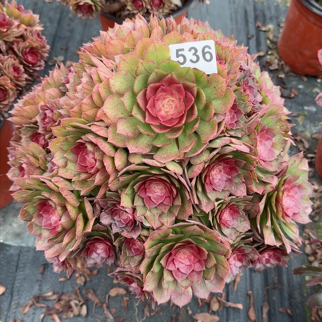 亿***市536多肉植物生长