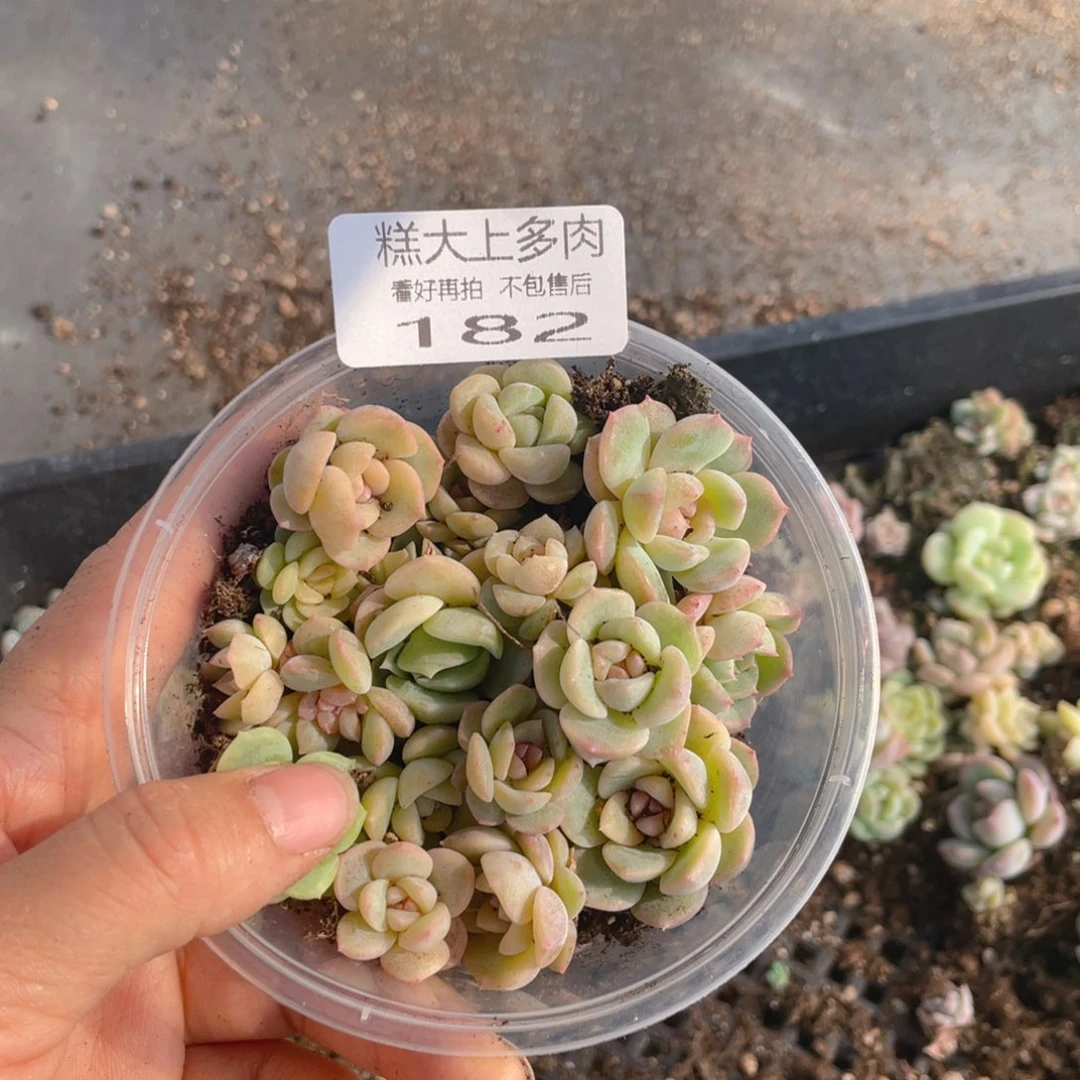 糕大上多肉植物182