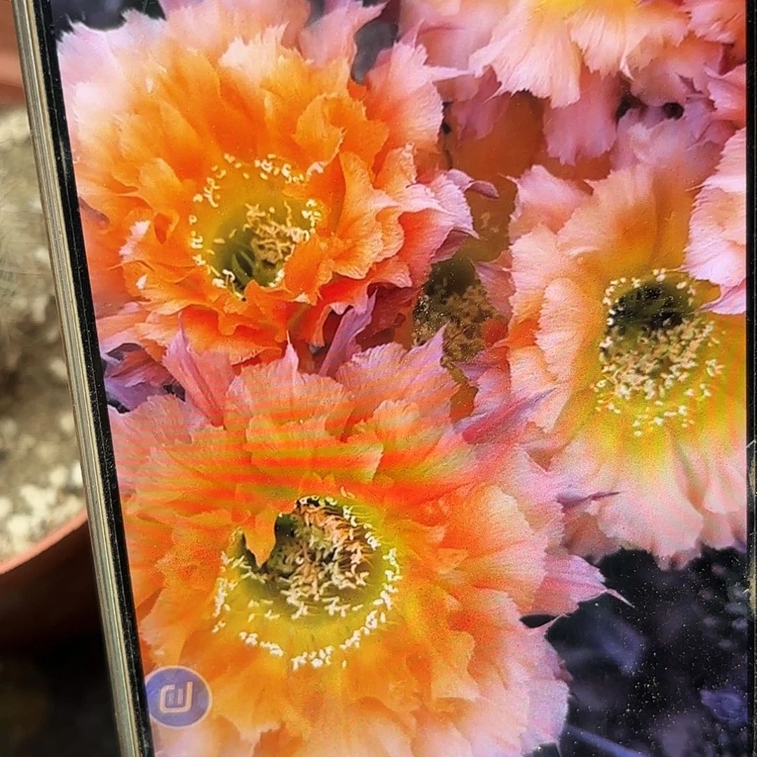 彩069有根球球大点的