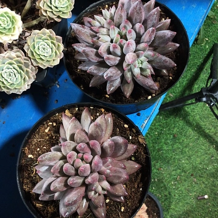 胖体水晶球自然群多肉植物