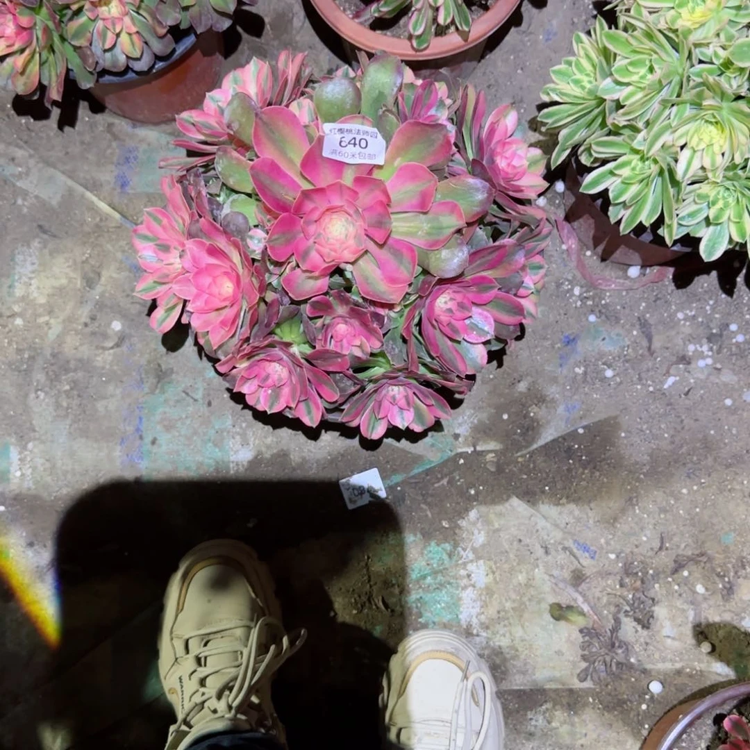 香妃法师多肉640