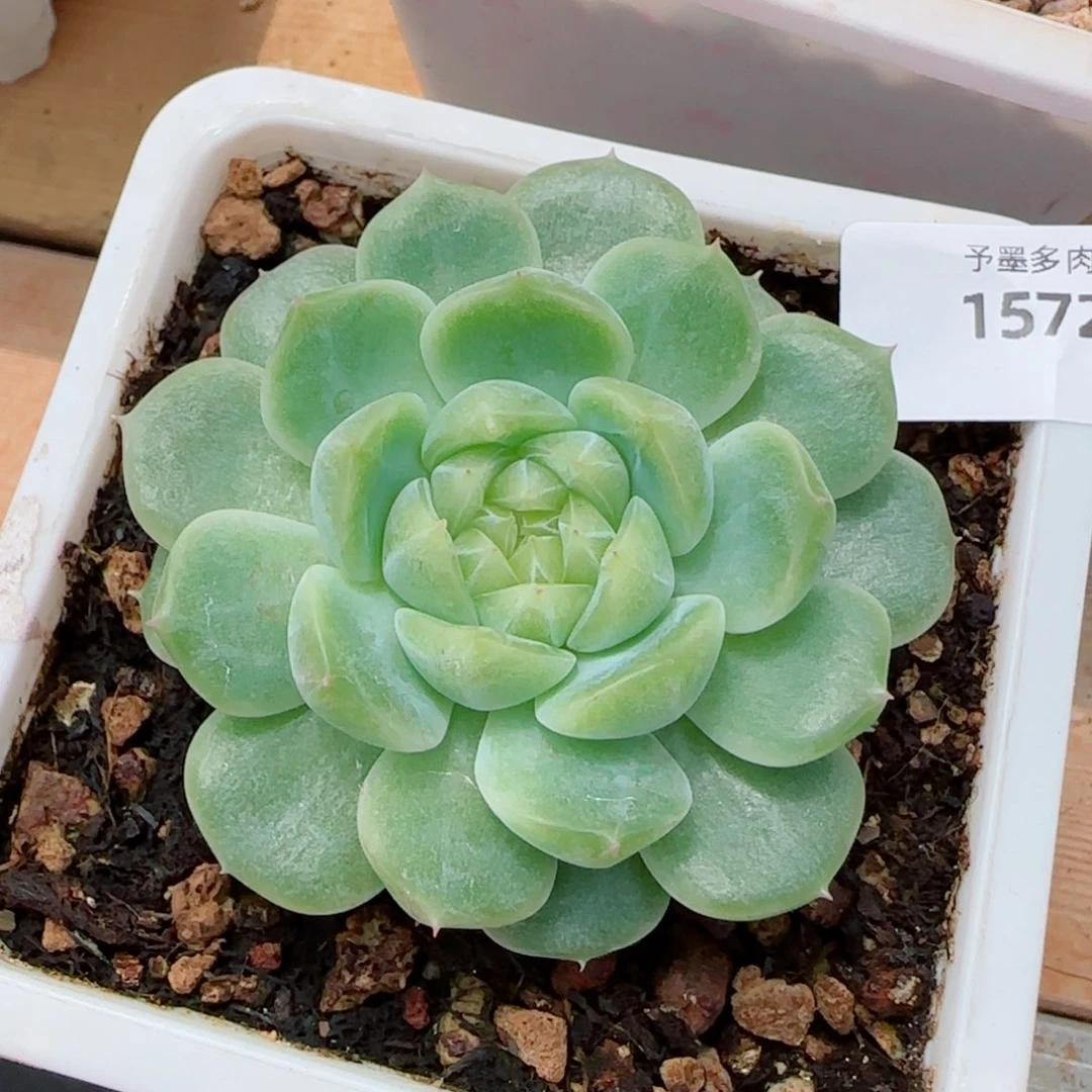 泼天富贵，1572多肉植物