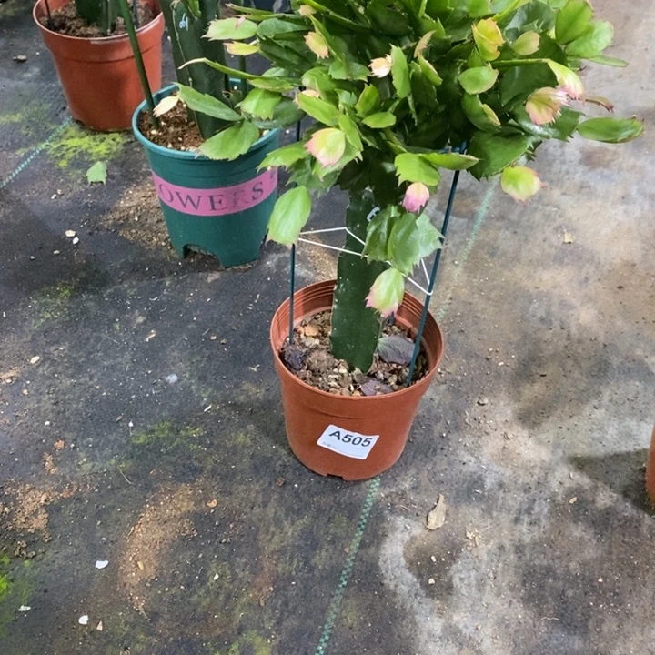 无花朵夏**虹505嫁接068