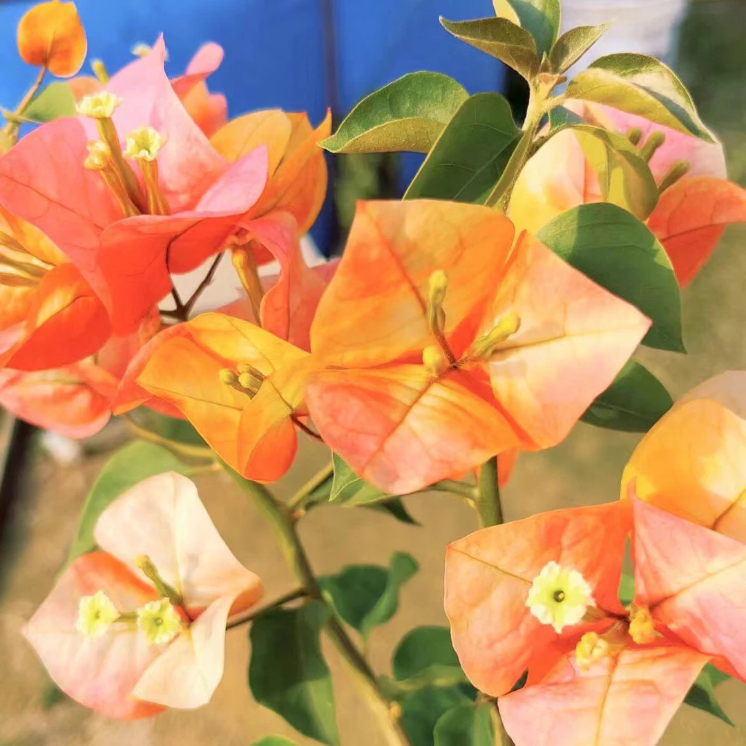 凤凰三角梅  原生袋苗包对版不包huo 无售后