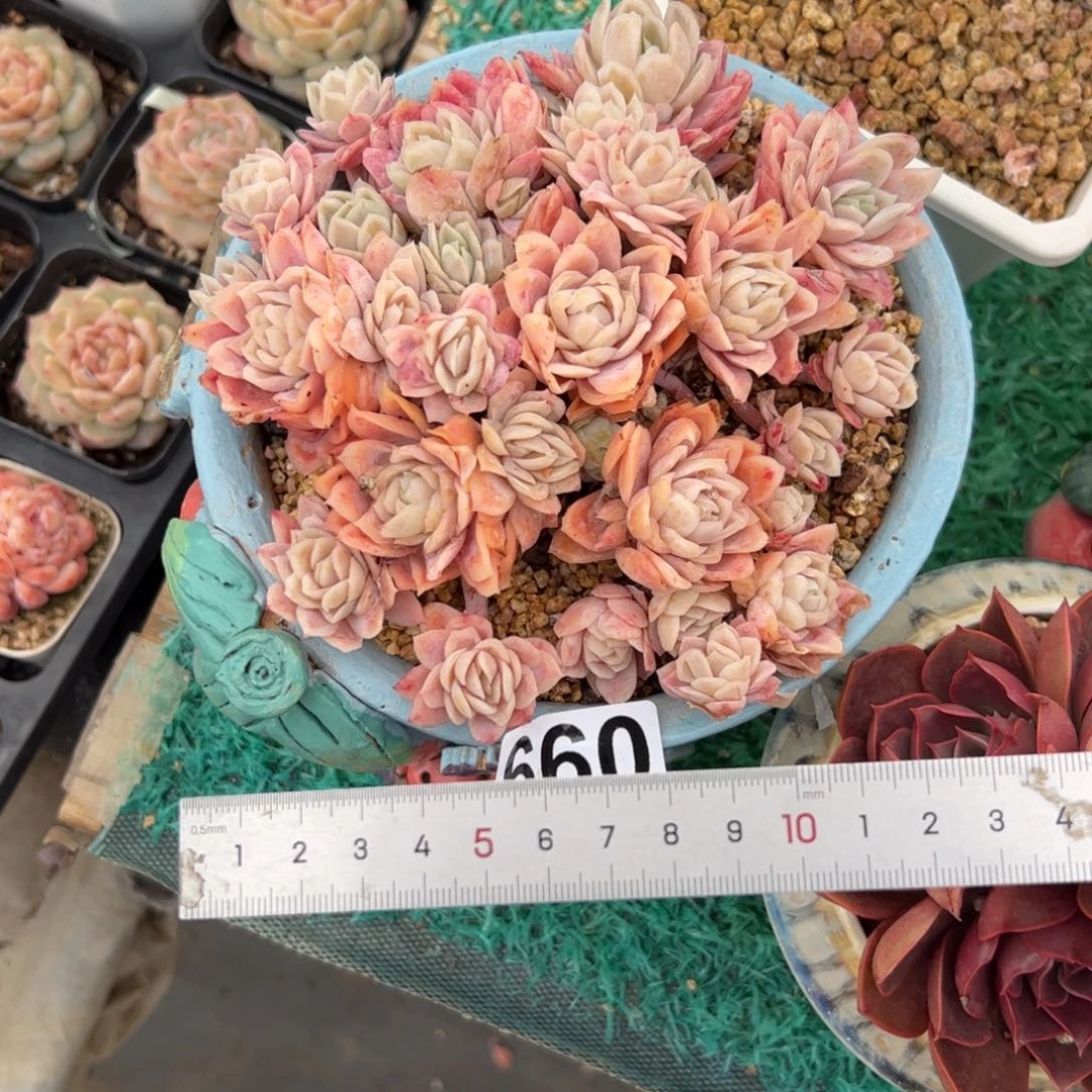 友****子660 多肉植物组合
