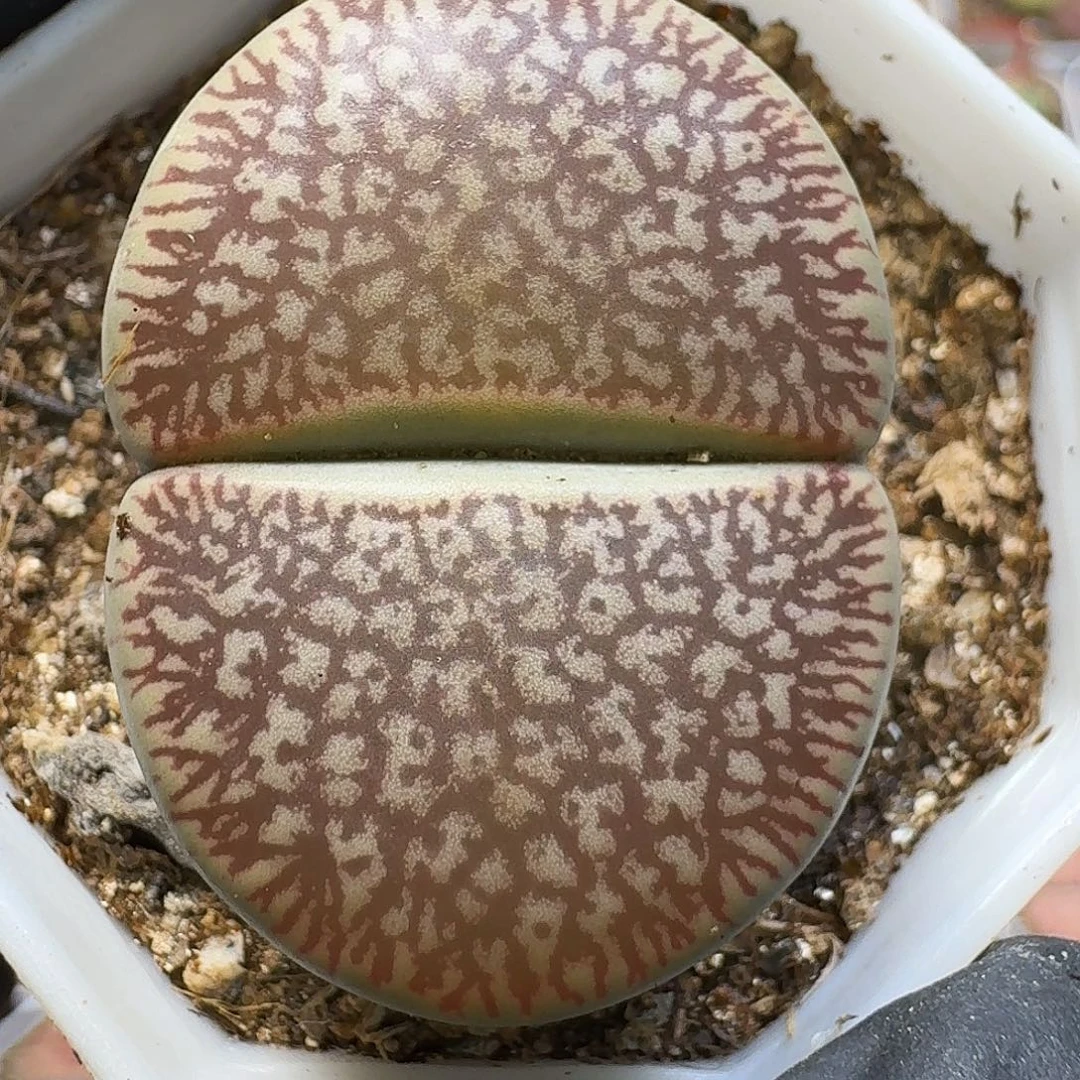 生石花11111。  3公分。  228