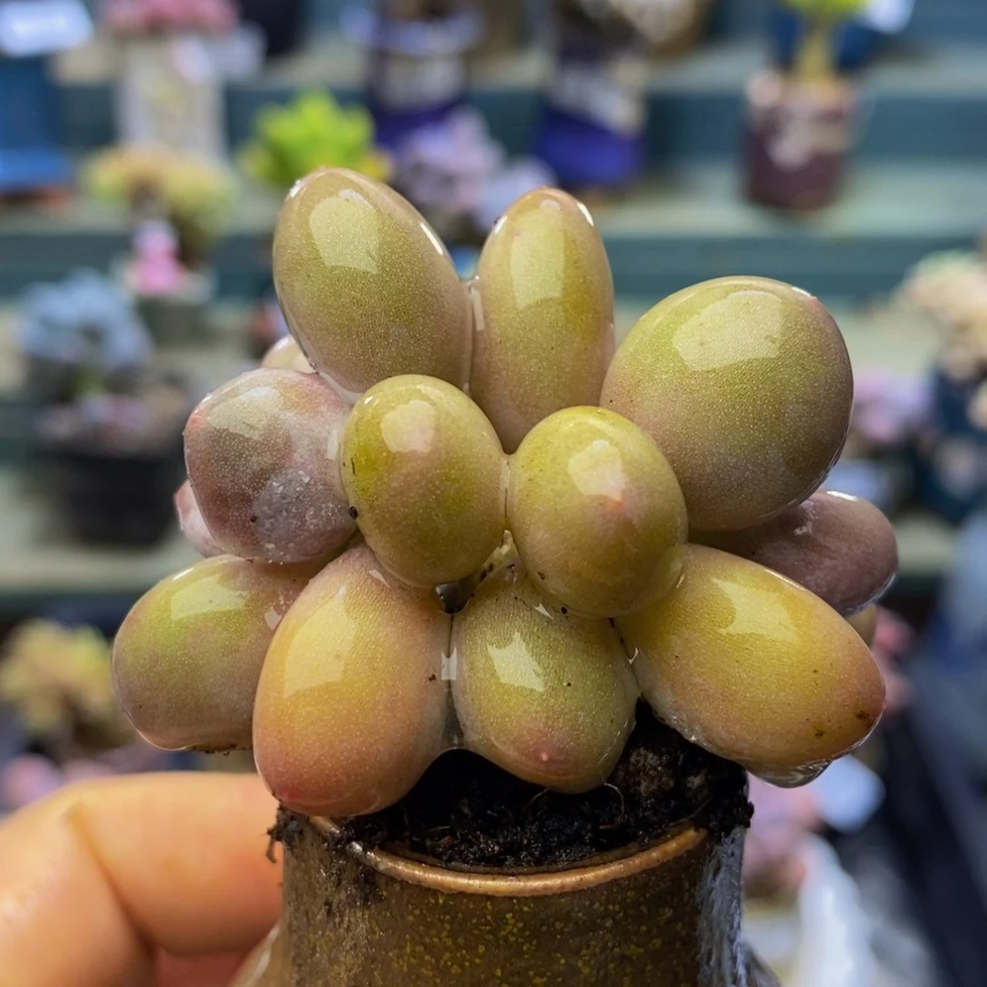 906-4 厘米蛋黄奶多肉