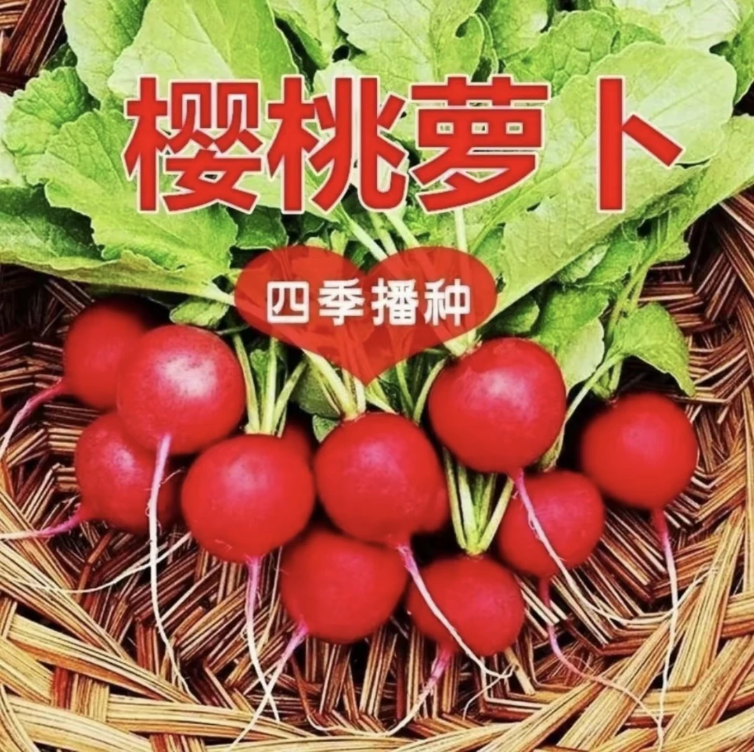 四季樱桃萝卜种子红皮白肉脆甜多汁新鲜蔬菜阳台种蔬菜种子正品