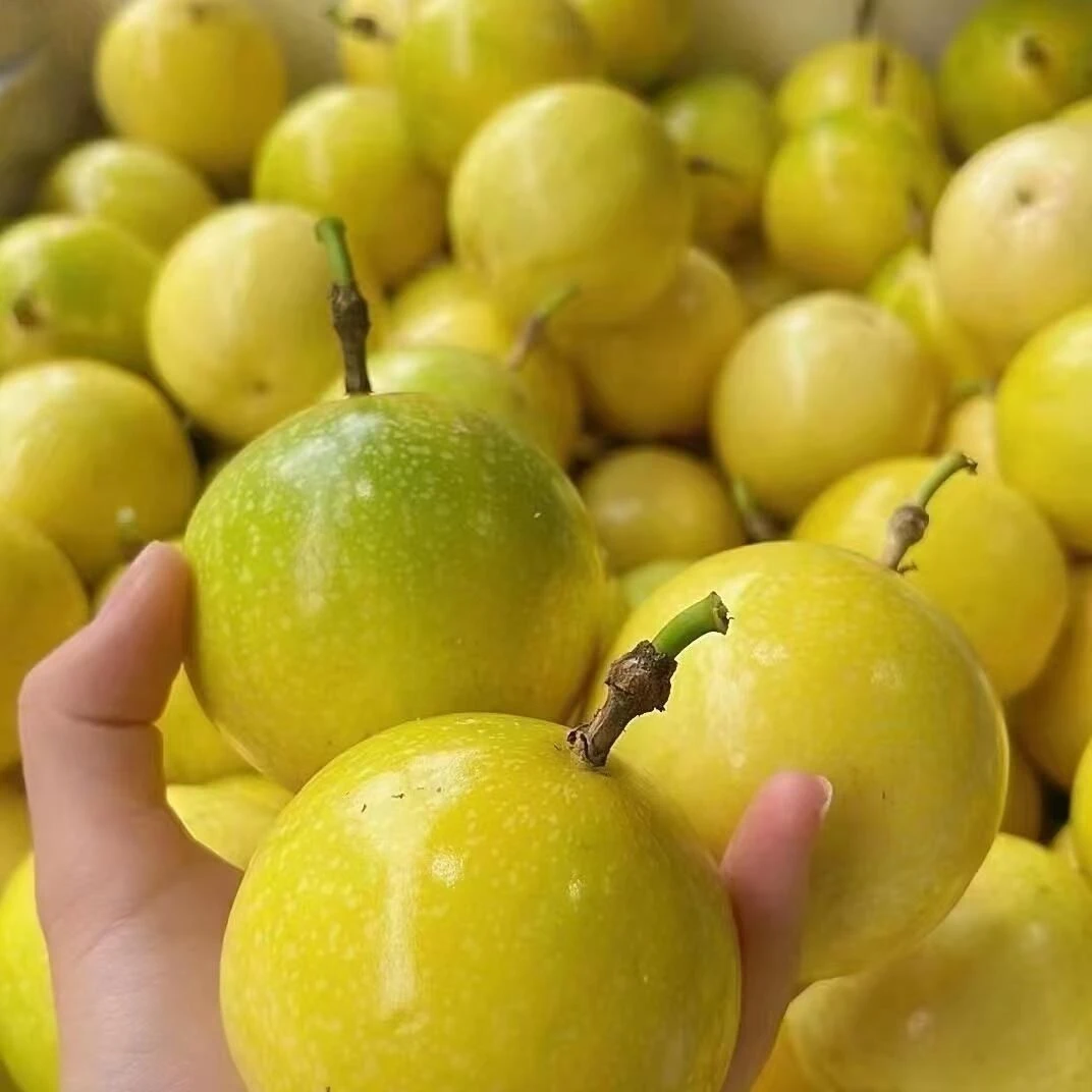 黄金白香果云南高原新鲜现摘纯甜无酸