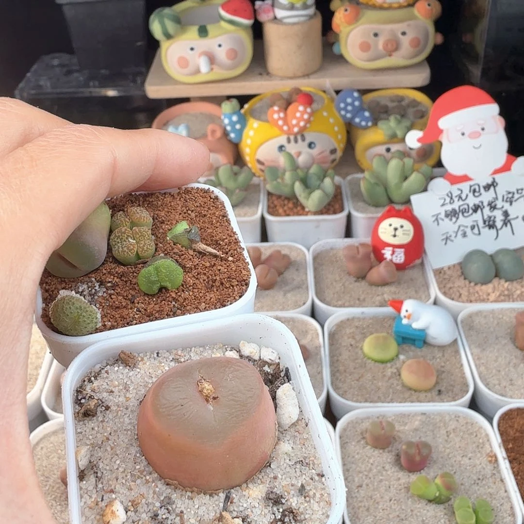 月****）2.25.6/苒苒的多肉植物