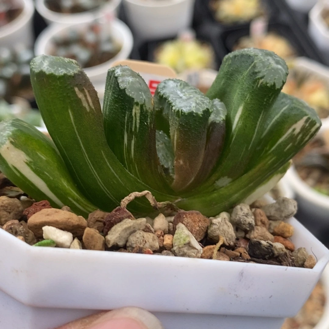 24荒姬玉扇一物一拍