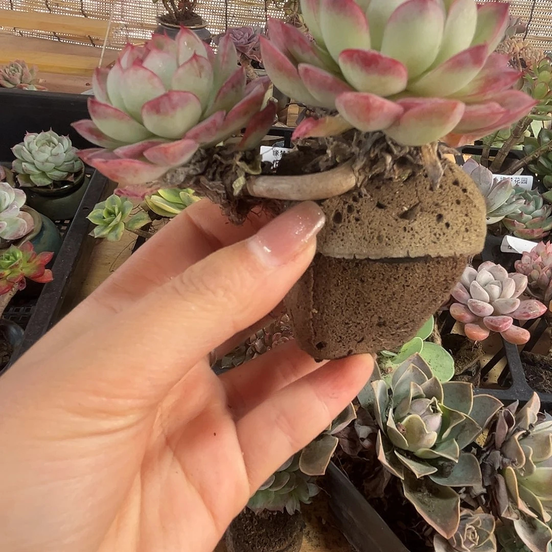 无土栽培多肉一物一拍大