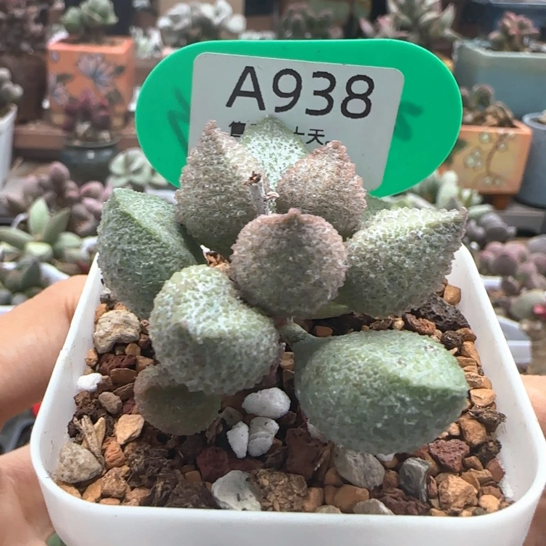 *****福利。   938。