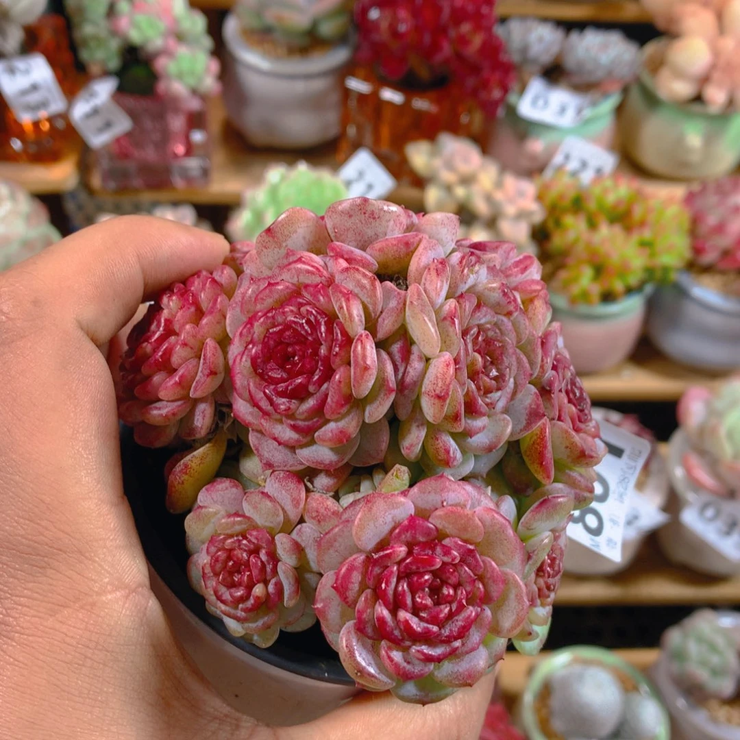 小尾巴多肉园艺5CM迷你拇指盆栽801