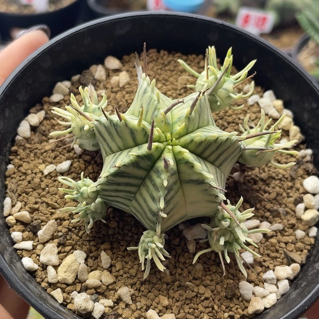 斑马锦大戟送侧芽仙人球