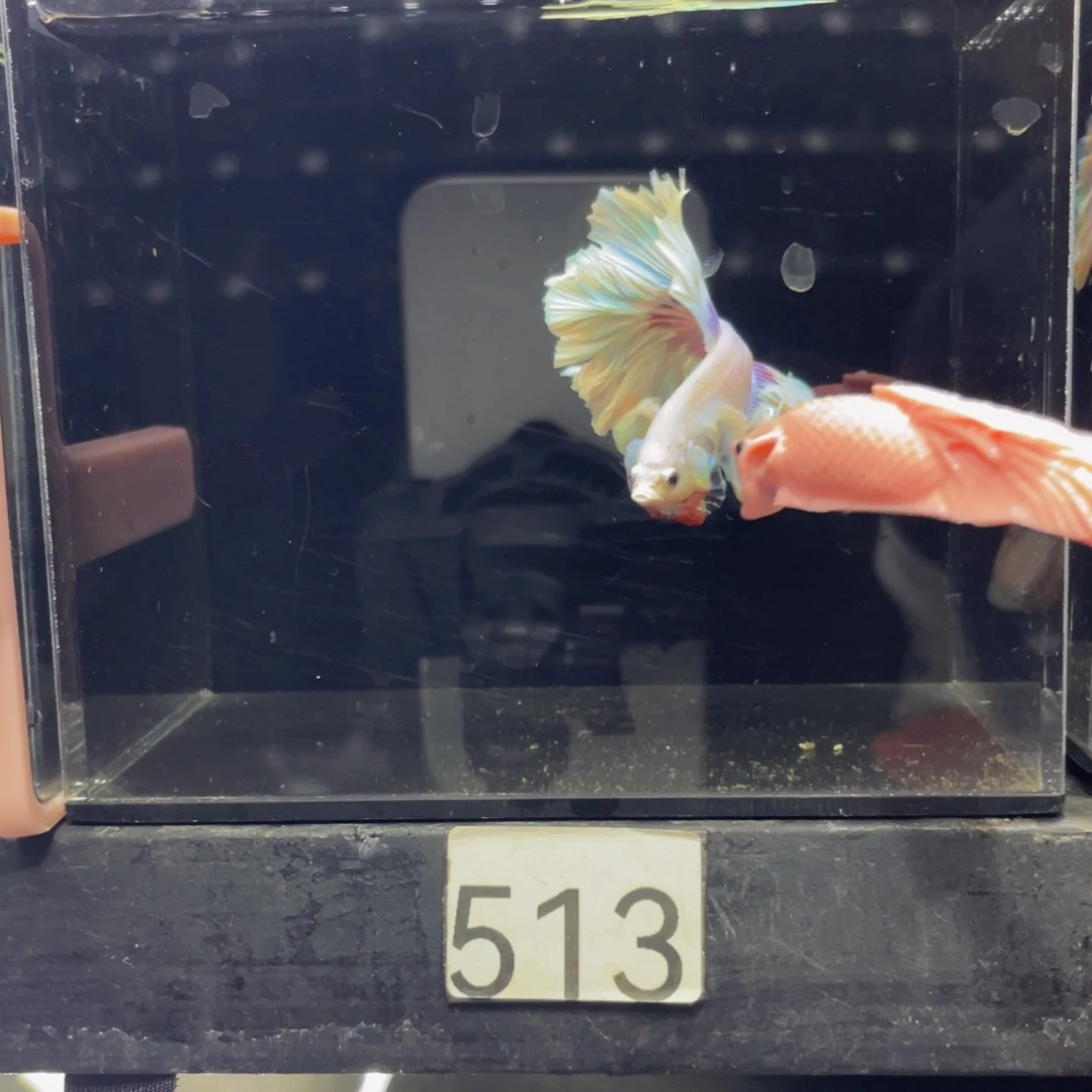 蓝口孵鱼哈哈哈哈哈家513