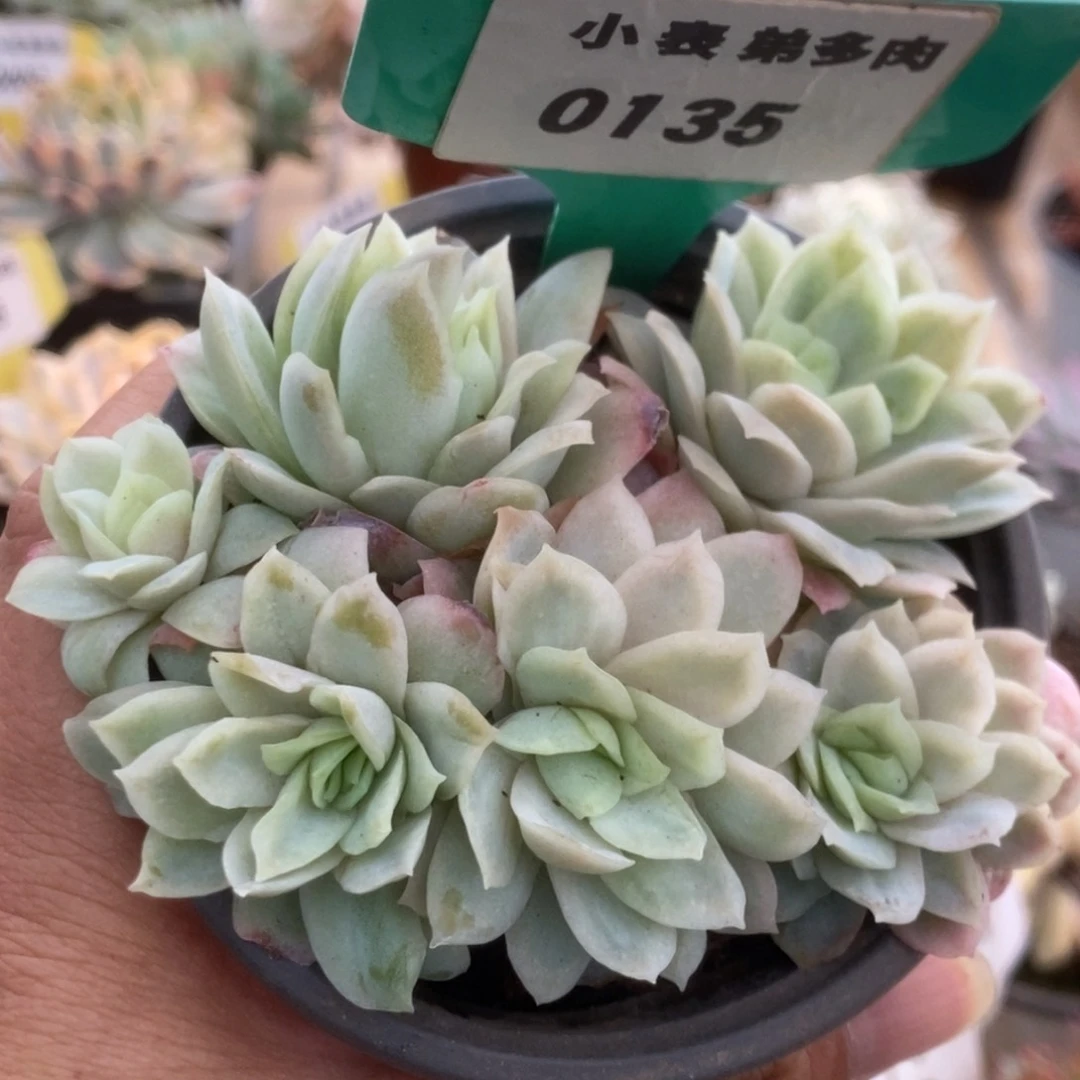 135冰梅锦锦锦锦锦锦锦