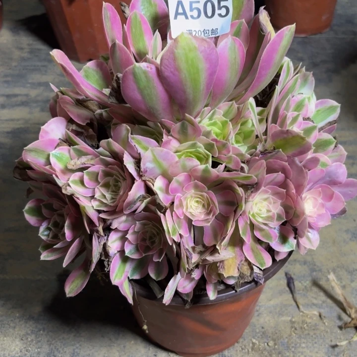 瑞妈多肉园艺， 505