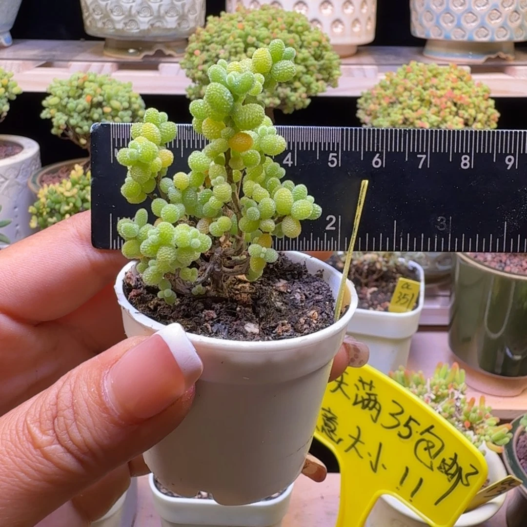 a150号金桔冠服4厘米左右