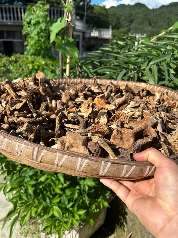 （顺丰包邮）硒游记恩施深山干野蘑菇杂蘑菇（未焯水、自然晒干）