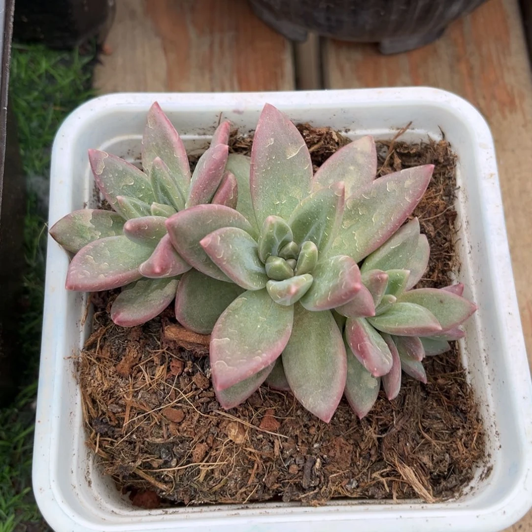 多肉植物多肉植物