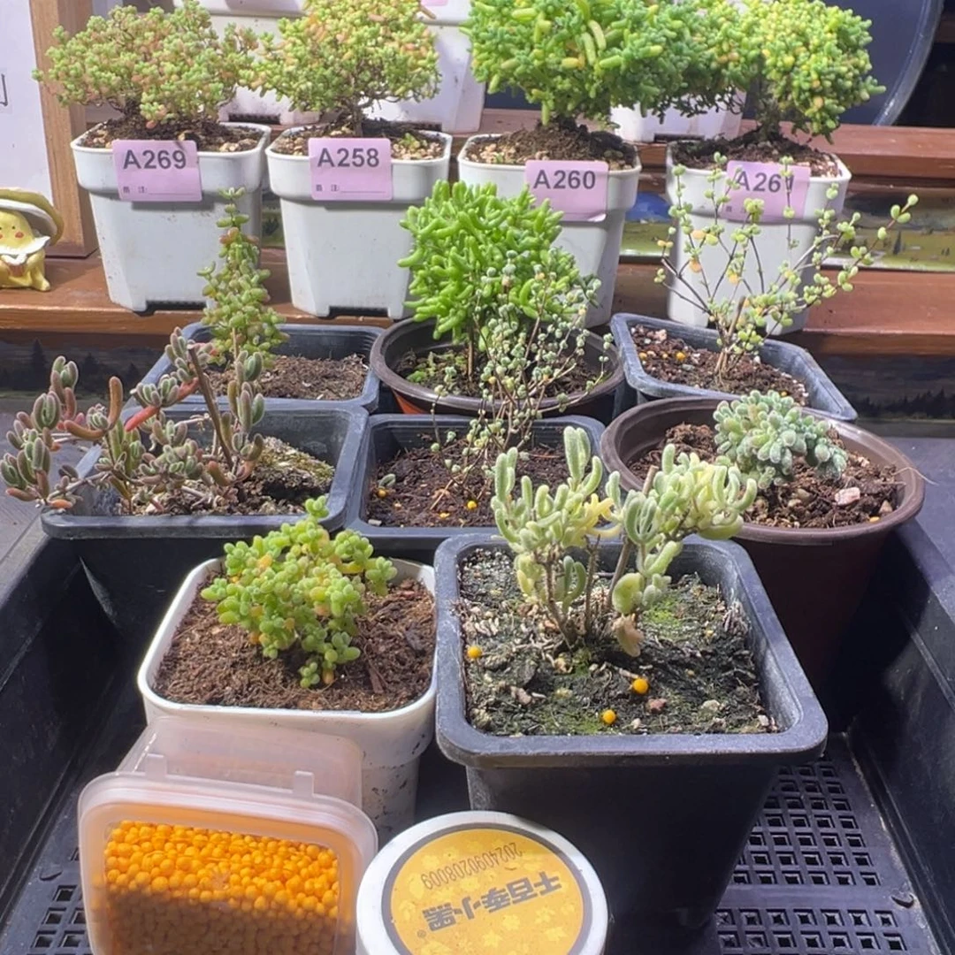 枝干番杏多肉植物A273乐