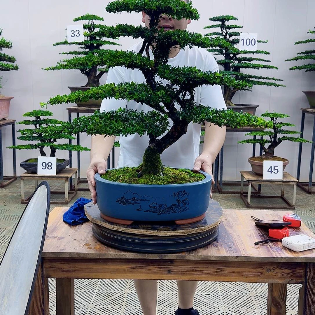无花朵红芽罗汉松造型盆景
