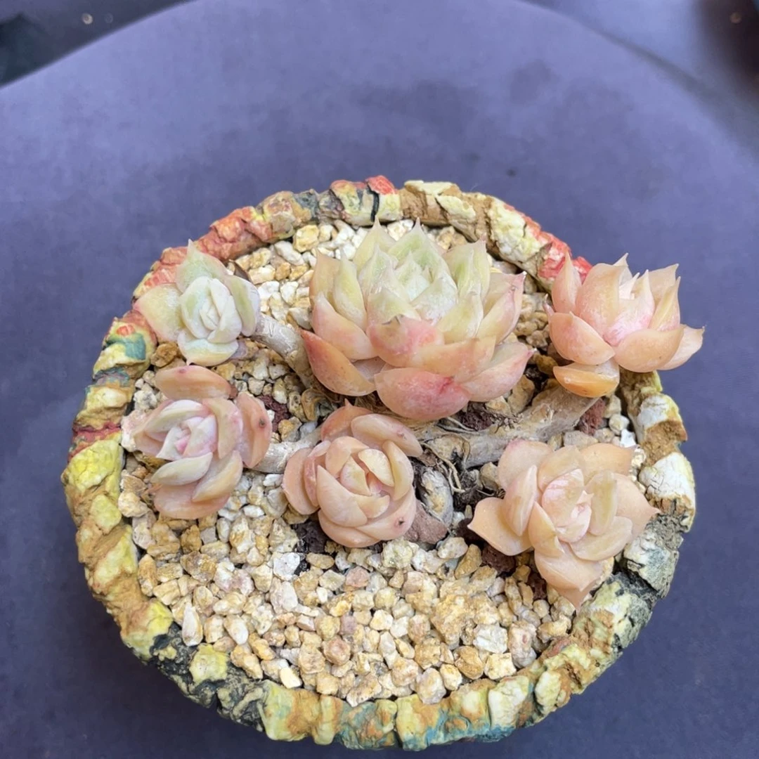 昂斯诺整装无砍带盆