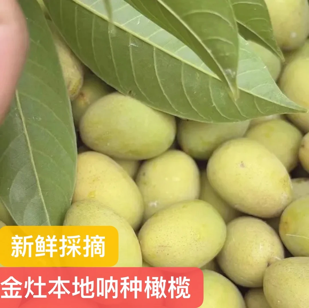 潮阳金灶本地  呐种橄榄 1斤装