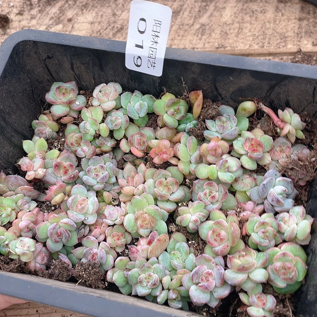 大***子多肉植物多肉植物19