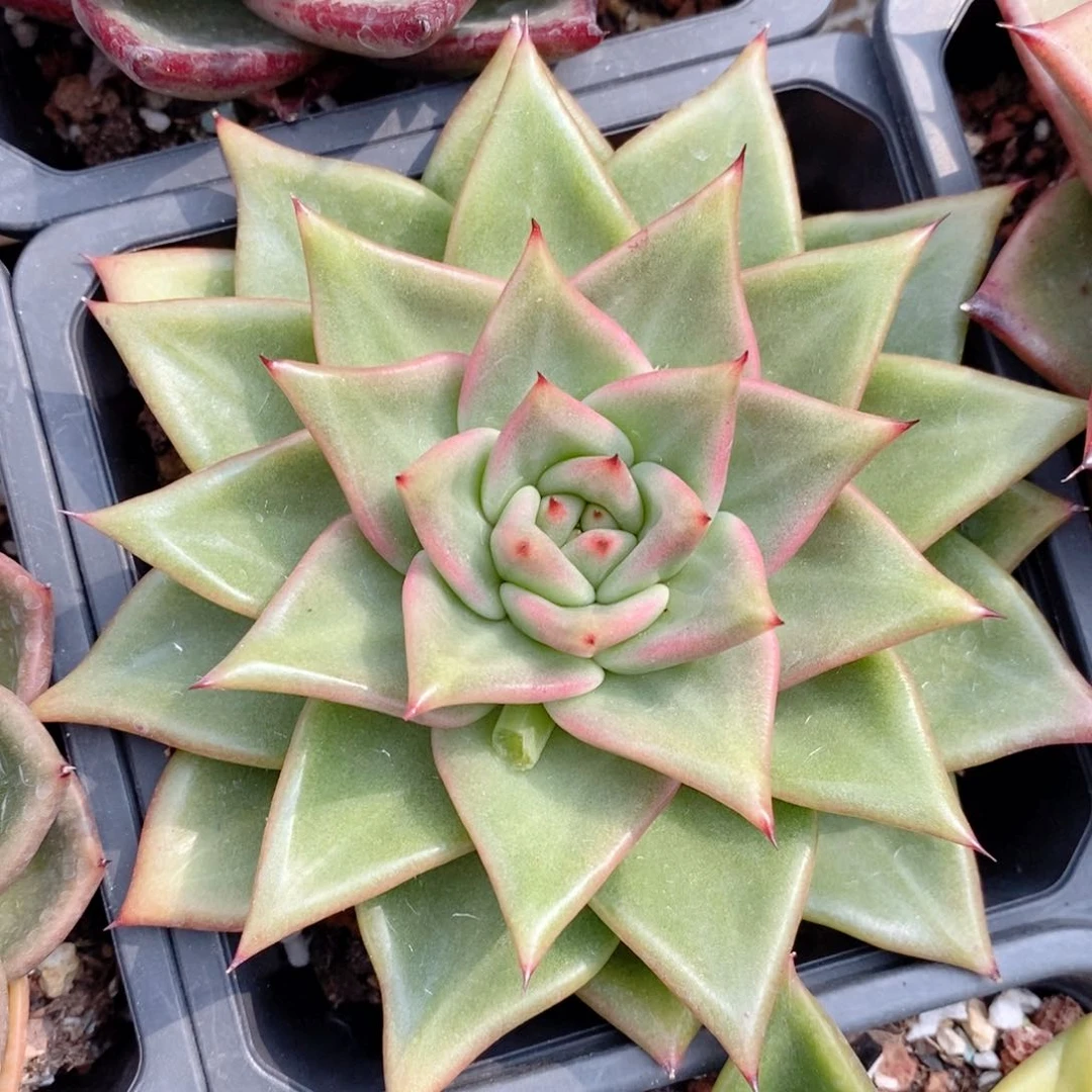 外翻叶301 号东云系多肉植物