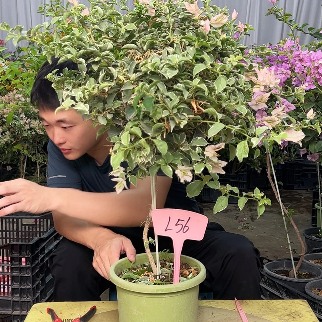中***姐当前无花栽培后可以开花L56少女心