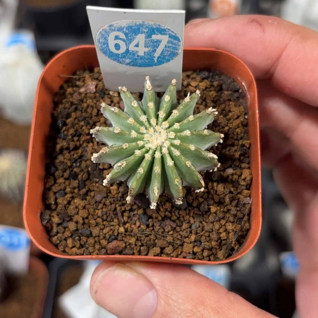 647实生，薄叶花笼带盆带土