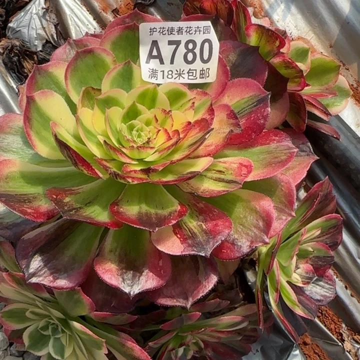 多肉法师伯爵朵朵