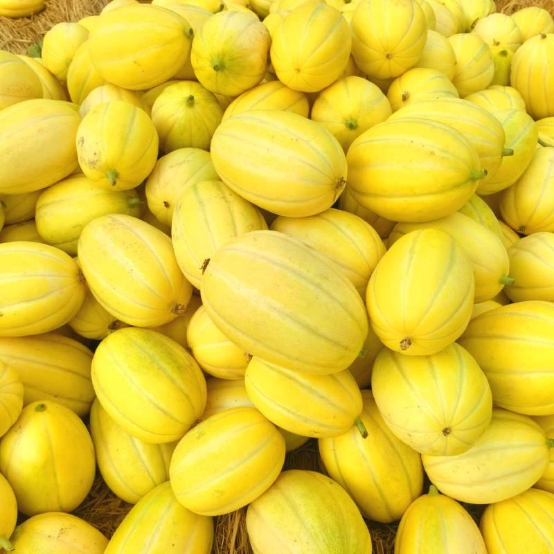 【小李力荐】淮安凌桥头茬黄金香瓜现摘现发甜瓜蜜瓜清甜脆嫩