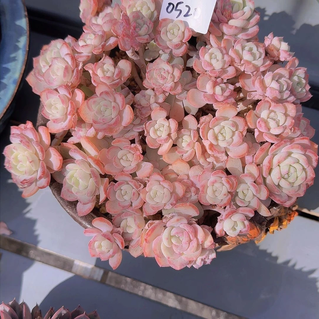 快***生0520千山雪多肉