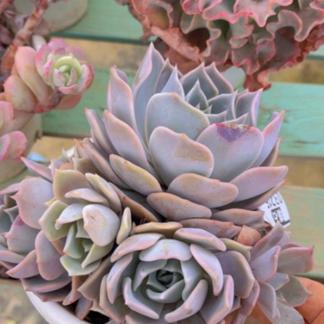 【闪购商品】露西娜03215