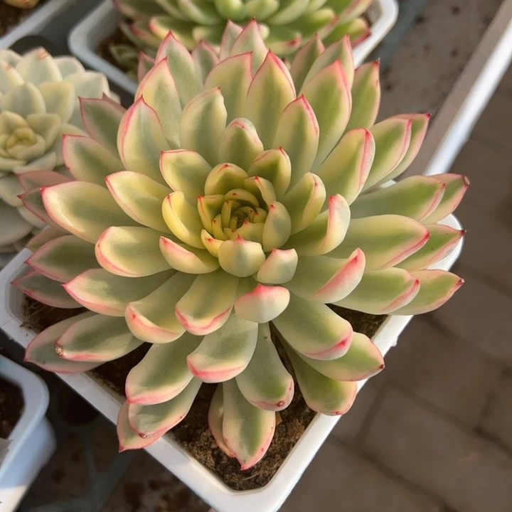 新奇兵一物一拍锦龙