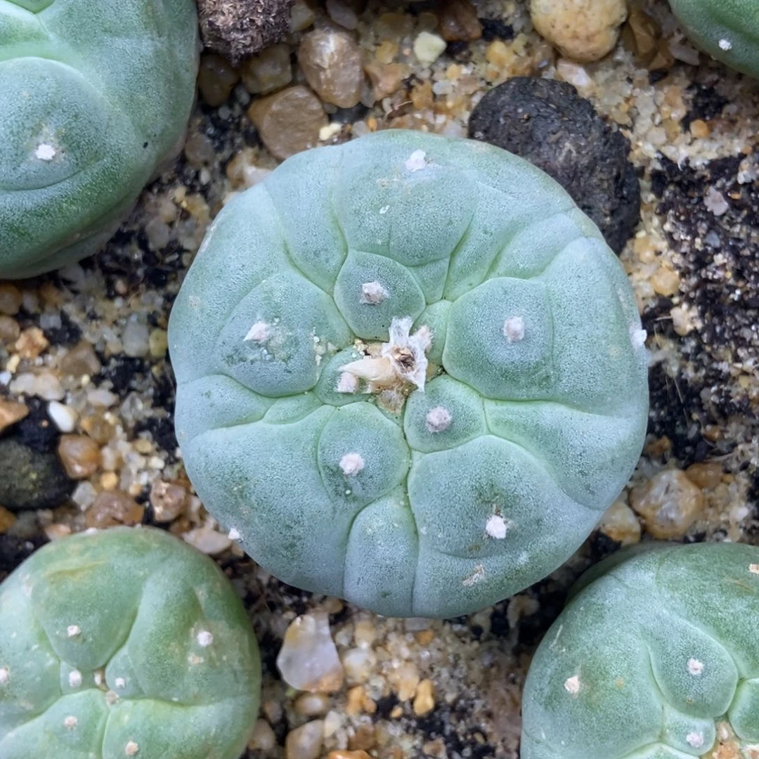 古田贝大油银无刺仙人球