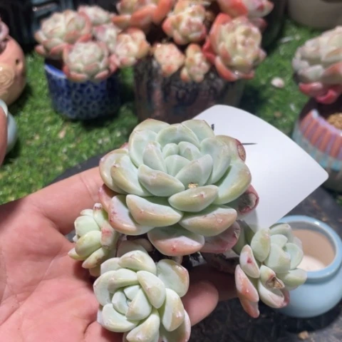 火专拍冰玉老桩群