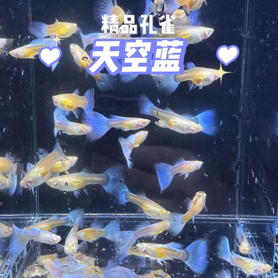 天空蓝孔雀鱼凤尾鱼小型鱼缸热带观赏鱼耐活好养淡水鱼适合新手